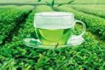 بهترین روش استفاده از چای سبز برای لاغری