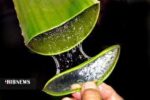 گیاهی که قاتل دیابت است