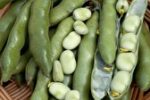 بودجۀ ۲ میلیون پوندی برای ترویج باقالی؛ چرا باقالی مهم است؟!