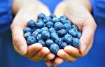 بلوبری دارای بالاترین آنتی اکسیدان است