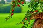 با فواید درختکاری آشنا شوید