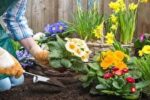 نکات مهم برای پرورش گل و گیاه در خانه