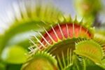 همه چیز درباره گیاهان گوشتخوار +فیلم