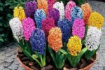 پرورش گل سنبل در آب و خاک +فیلم