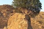 این درخت در ایران به سنگ صبور مشهور است + فیلم