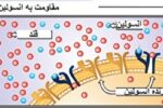 مقاومت به انسولین؛ علائم و راهکارهای طبیعی بهبود آن