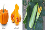 کدو؛خوراکی آسمانی