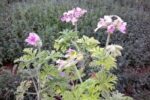 خواص اعجاب انگیز شمعدانی عطری یاعطر چای