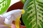 روشهای جالب و آسان برای تمیز کردن برگ گیاهان خانگی